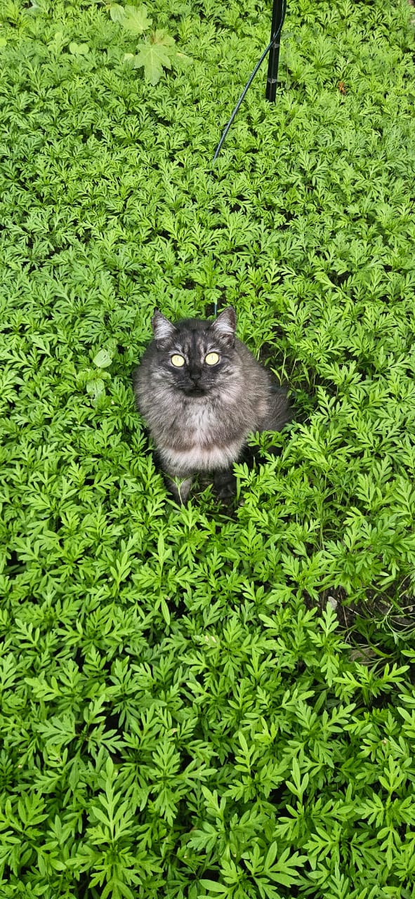 Kombinações Botânicas - Gata Nut
